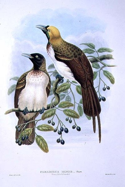 Paradisaea Guilielmi - Pieni paratiisin lintu (väri litho) tekijältä William Matthew Hart
