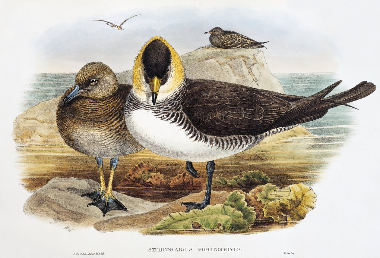 Pomarine Jaeger (Stercorarius pomarinus), litografia Birds of Britain -järjestöstä tekijältä William Matthew Hart