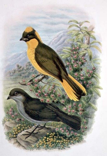 Prinodura Newtoniana, Golden Bowerbird (väri litho) tekijältä William Matthew Hart