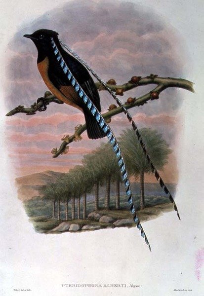 Pteridophora Alberti, Saksin kuningas Paratiisin lintu (väri litho) tekijältä William Matthew Hart