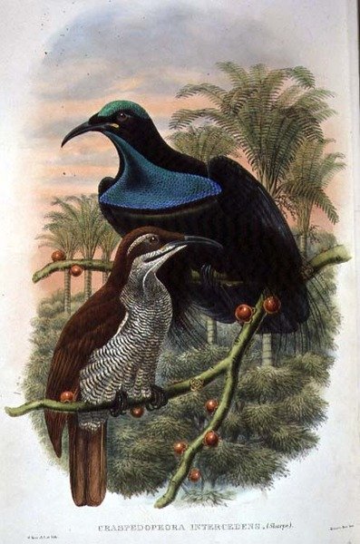 Ptiloris Magnificus, Kivääri paratiisin lintu (väri litho) tekijältä William Matthew Hart