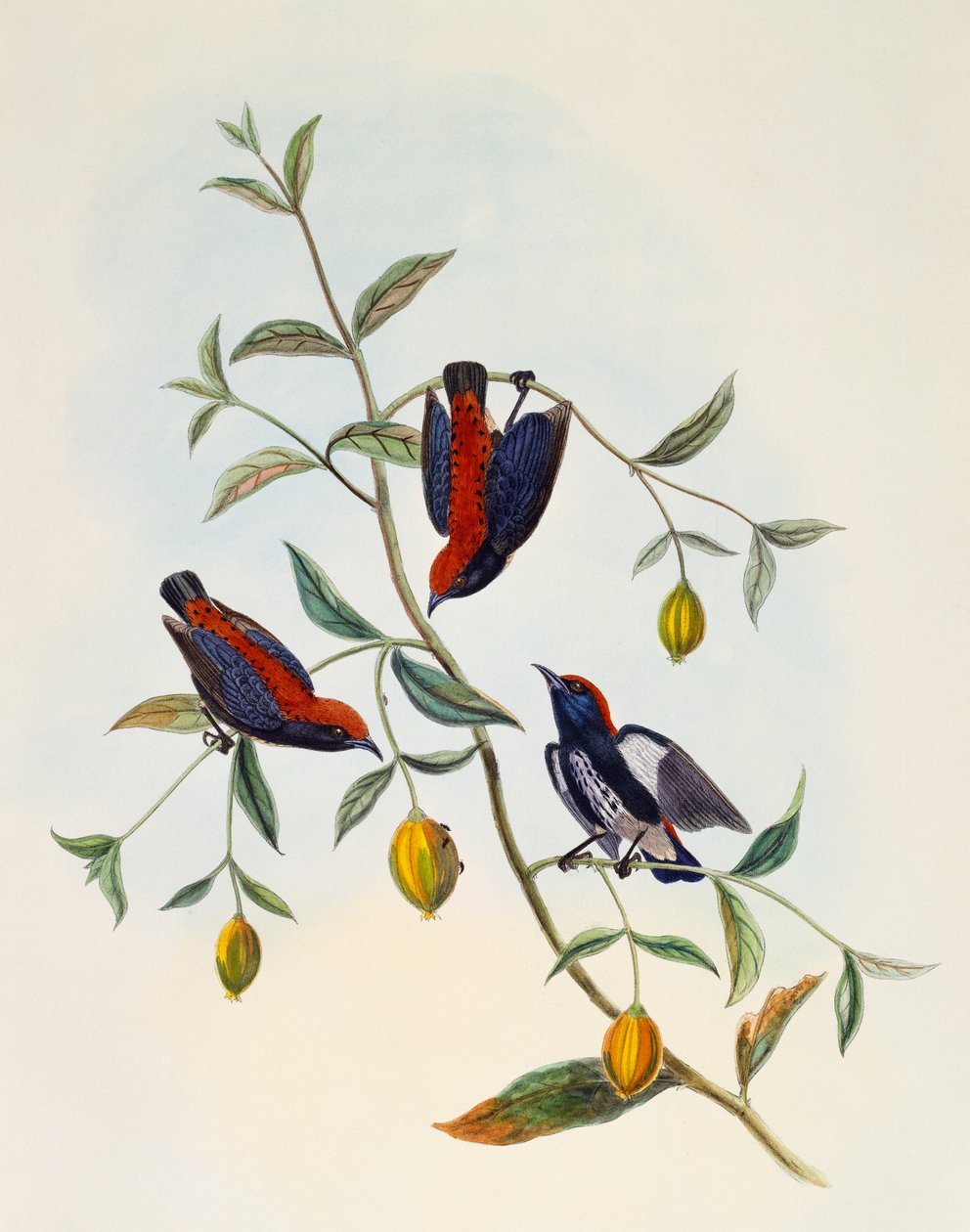Scarlet-backed Flowerpecker (Dicaeum cruentatum), kaiverrus William Matthew Hart (1830-1908), Iso-Britannia tekijältä William Matthew Hart