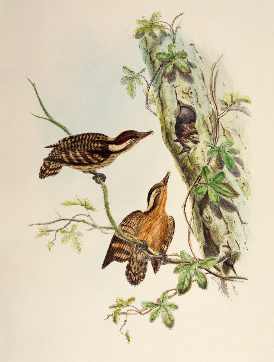 Sunda Woodpecker (Dendrocopos moluccensis), litografia Aasian linnuista tekijältä William Matthew Hart