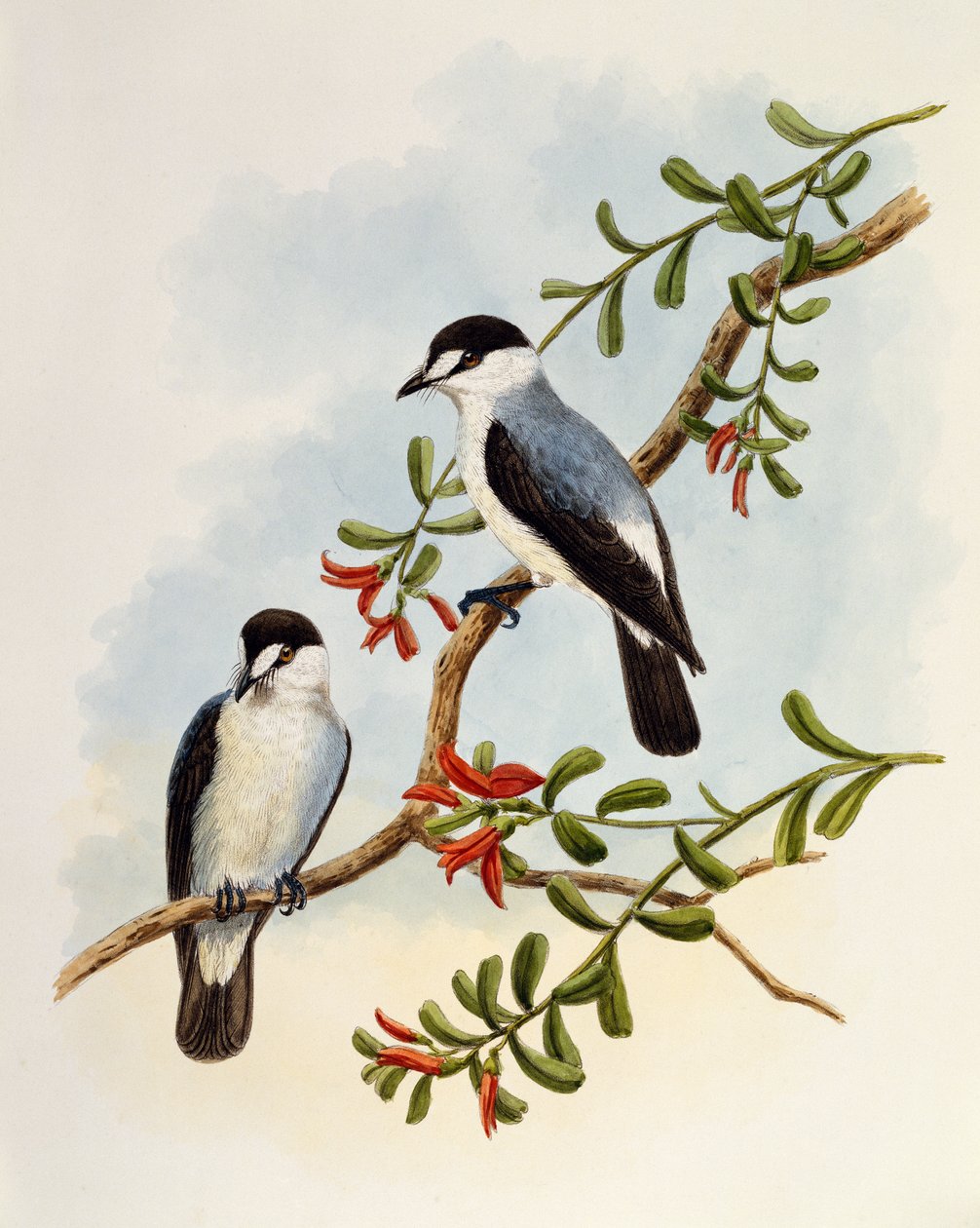 Torrent Robin (Monachella muelleriana), kaiverrus William Matthew Hart (1830-1908), Iso-Britannia tekijältä William Matthew Hart