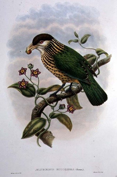 White Eared Catbird - Ailuroedus Buccoides (väri litho) tekijältä William Matthew Hart