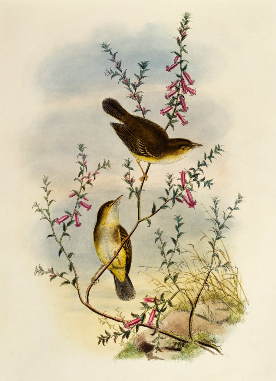 White Spotted Flysiepcher (Pseudogerygone notata), kaiverrus William Matthew Hart (1830-1908), Iso-Britannia tekijältä William Matthew Hart