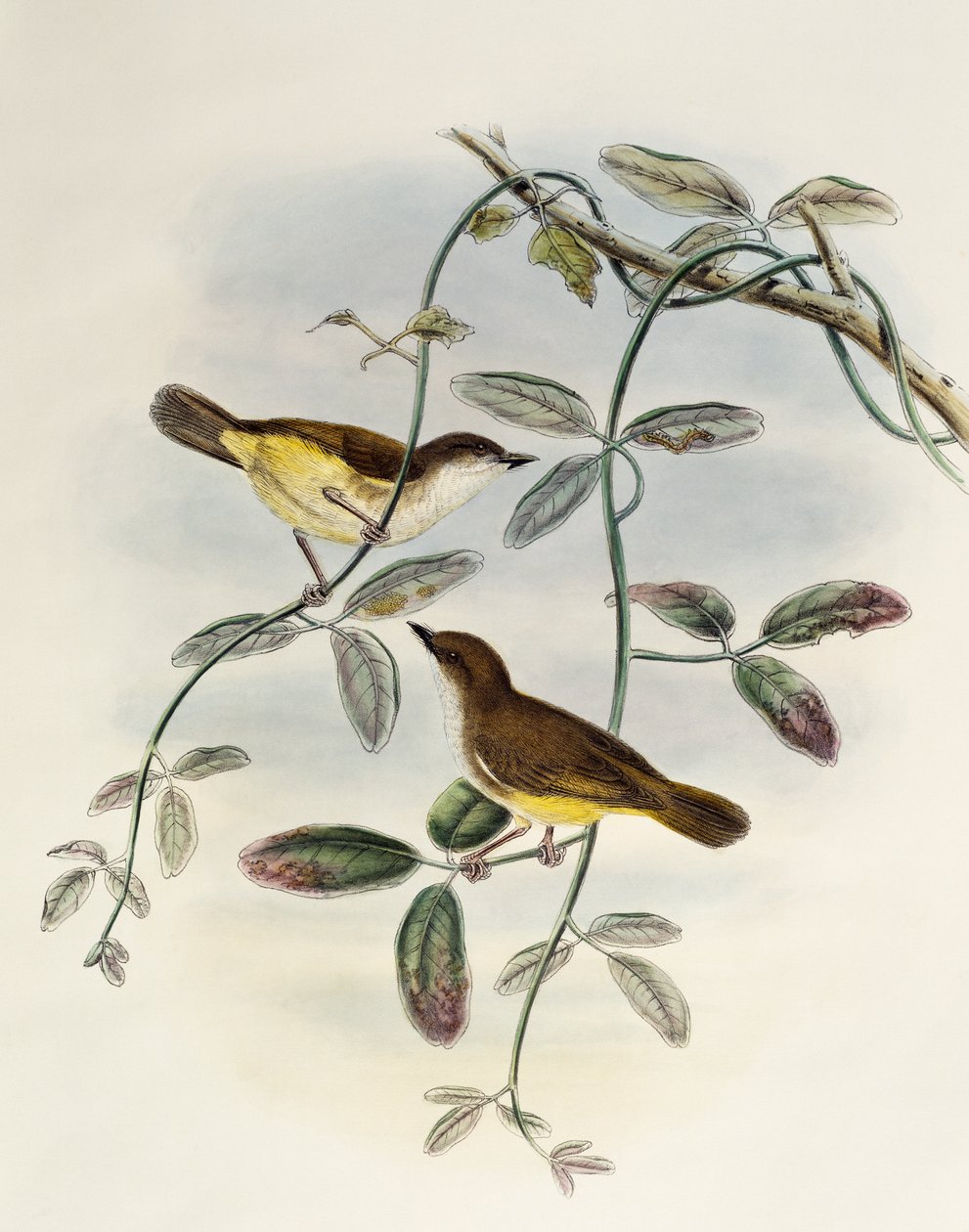Keltavatsainen Gerygone (Gerygone chrysogaster), litografia Aasian linnuista tekijältä William Matthew Hart