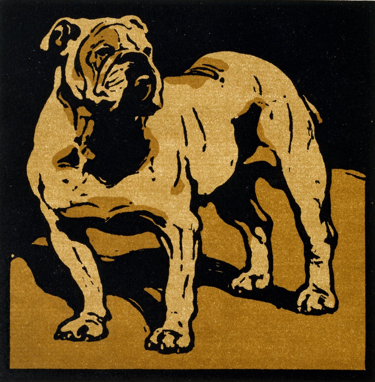 The British Bull-Dog, The Square Book of Animals -julkaisusta, julkaisija William Heinemann tekijältä William Nicholson