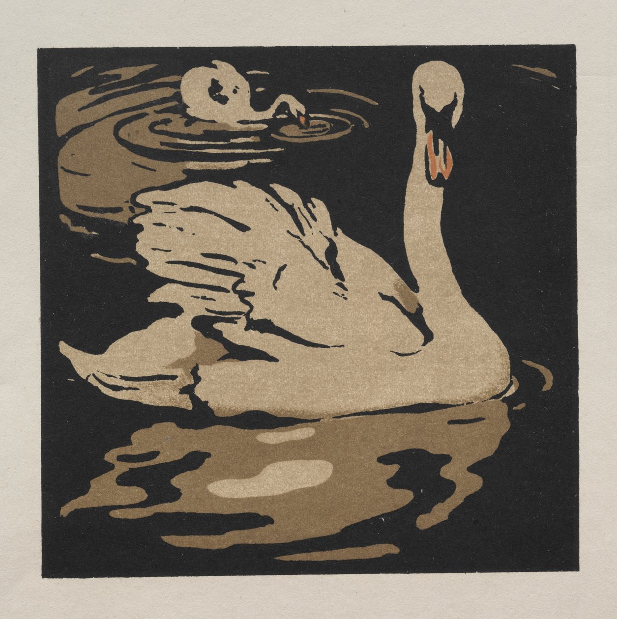 Eläinten neliökirja: Kaunis joutsen tekijältä William Nicholson
