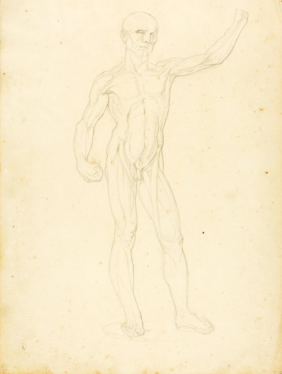 (Ecorche, etukuva) tekijältä William Page