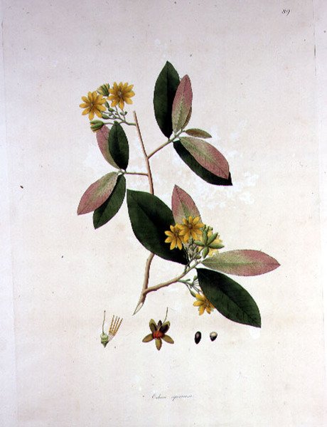 Ochna squarrosa, paglalarawan mula sa 
