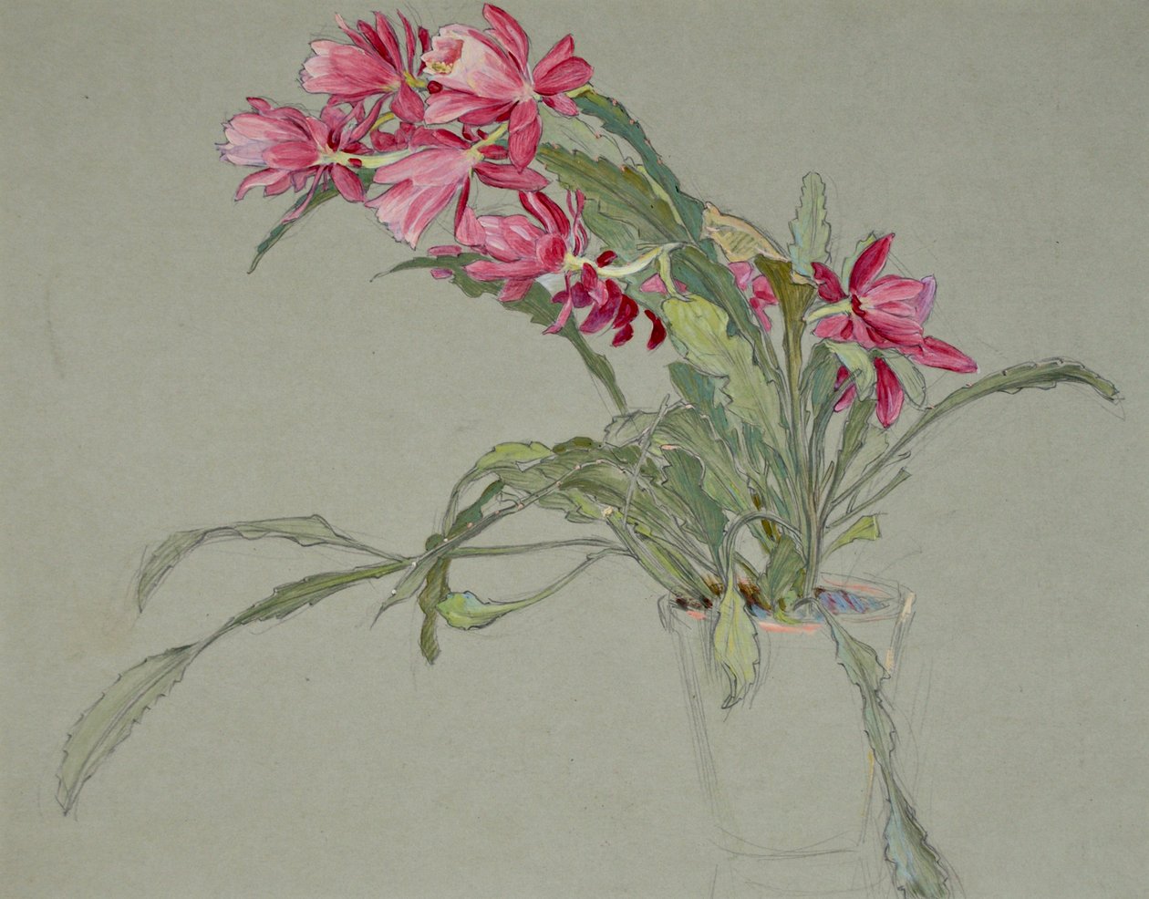 Joulukaktus, n. 1920-30 (akvarelli) tekijältä William Shackleton