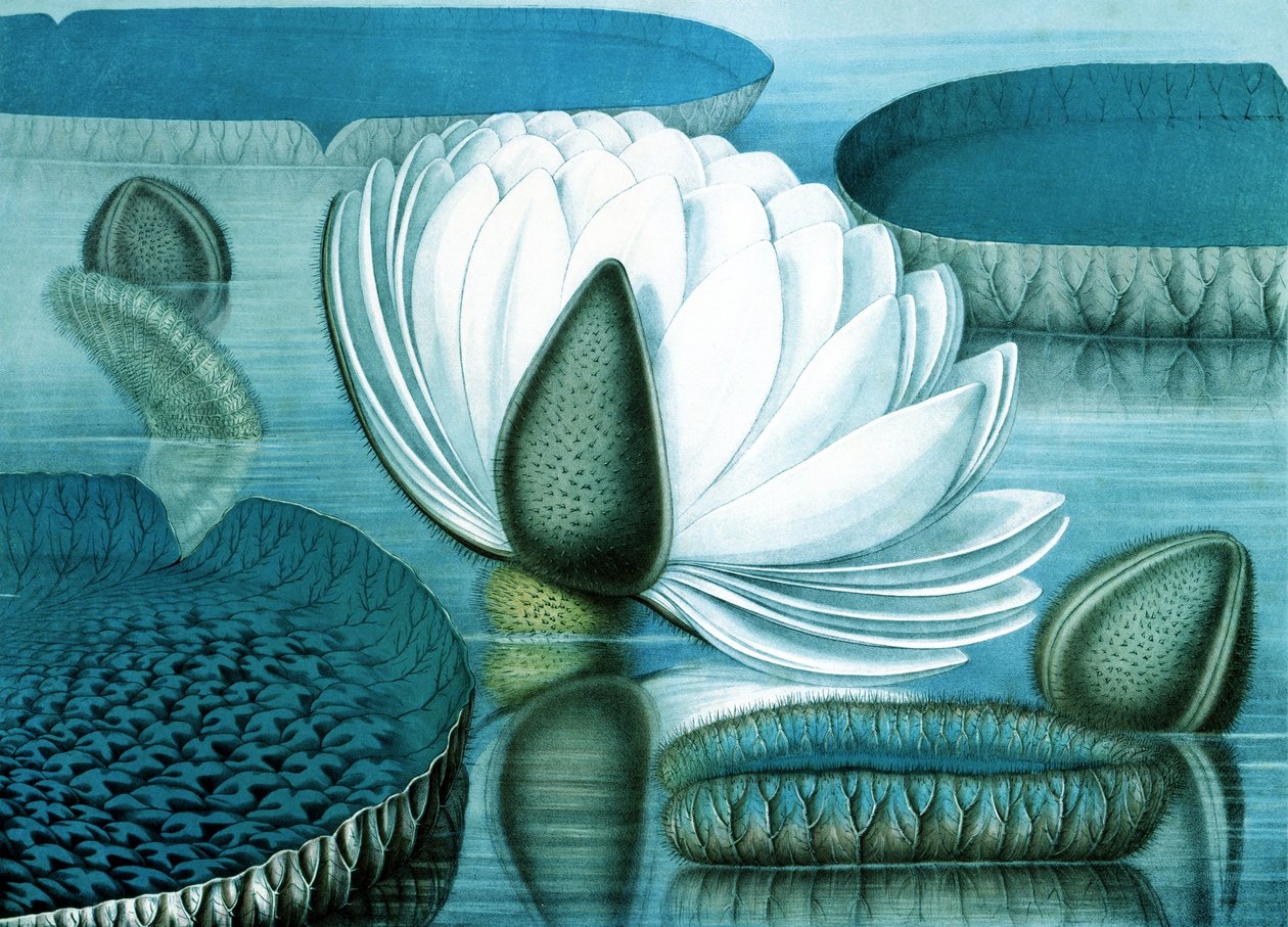 Vesililjat tekijältä William Sharp