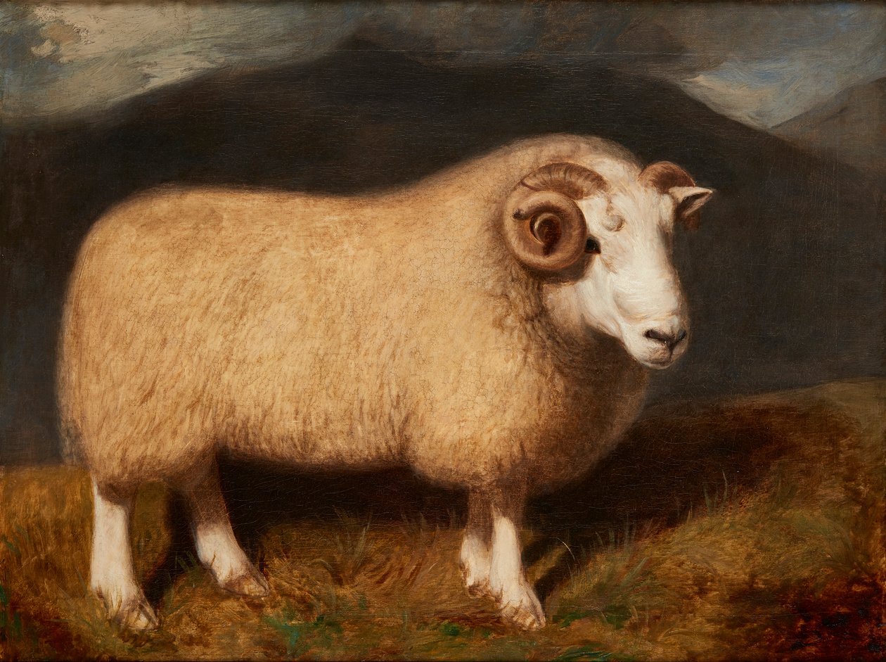 Cheviot Ram (öljy kankaalle) tekijältä William Shiels
