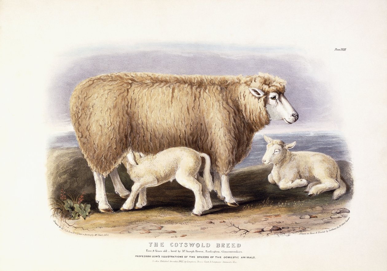 Cotswoldin rotu, uuhi, 8 vuotta vanha, 1840-1842 tekijältä William Shiels