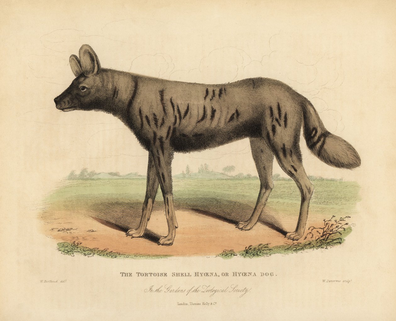 Afrikkalainen metsästyskoira, Lycaon pictus. tekijältä William Smellie