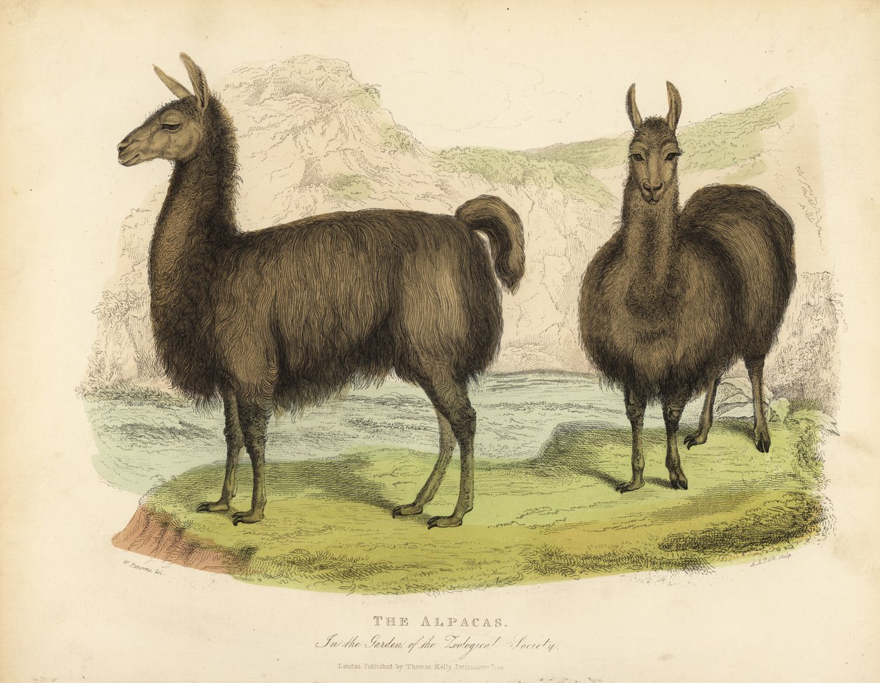 Alpakka, Vicuna pacos. tekijältä William Smellie