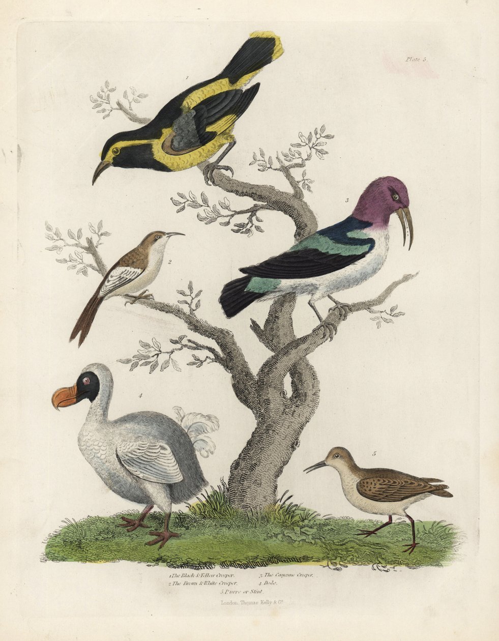 Musta ja keltainen creeper, ruskea ja valkoinen creeper, Certhia americana, Cayenne creeper, Dacnis cayana, Dodo, Raphus cucullatus ja purre tai stint, Calidris alpina. Tuntemattoman taiteilijan käsinvärinen kuparikaiverrus William Smellien Natural Histost tekijältä William Smellie