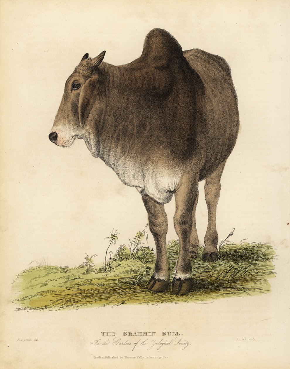 Brahma-rotu zebukarja, Bos taurus indicus. tekijältä William Smellie