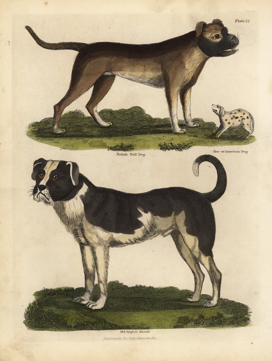 Koirarodut, Canis lupus familiaris. tekijältä William Smellie