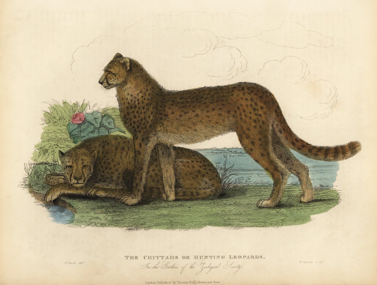 Gepardi, Acinonyx jubatus. tekijältä William Smellie