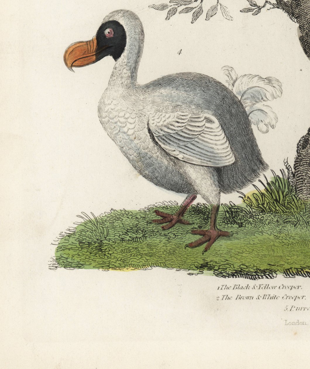 Dodo, Raphus cucullatus, sukupuuttoon kuollut lentokyvytön lintu (entinen Didus ineptus). Tuntemattoman taiteilijan käsinvärinen kuparikaiverrus William Smellien luonnonhistoriasta. tekijältä William Smellie