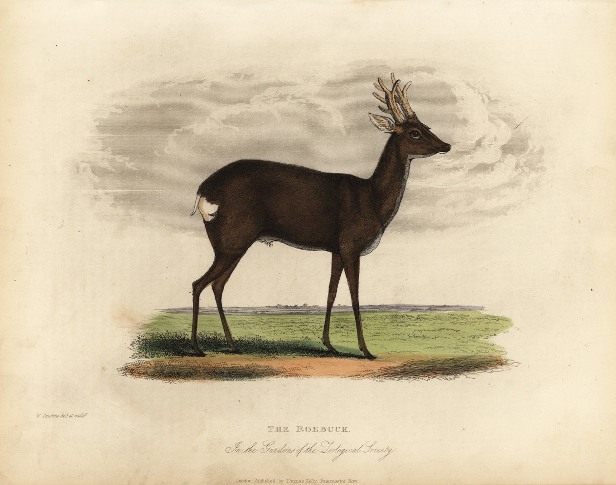 Euroopan metskihirvi, Capreolus capreolus. tekijältä William Smellie