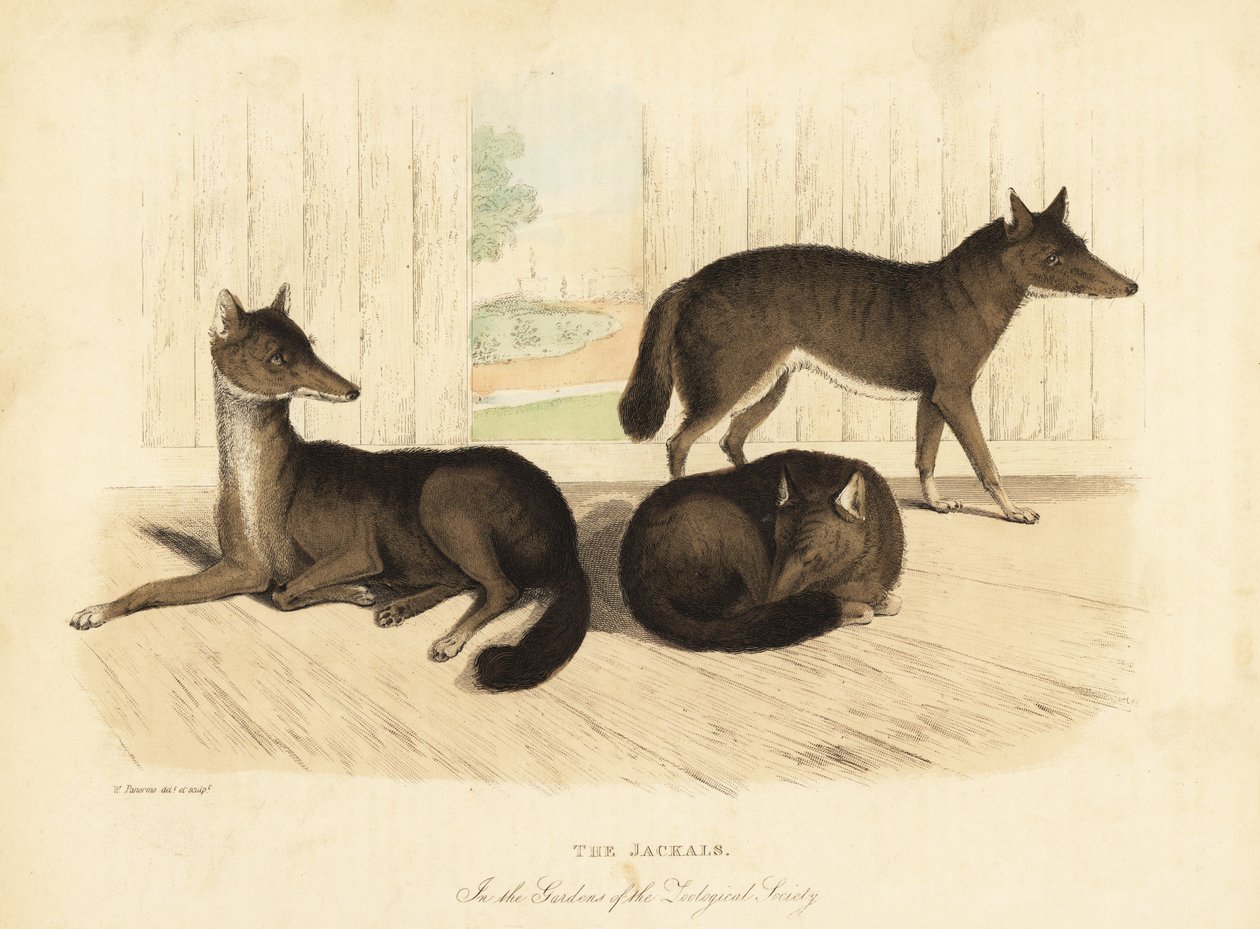 Kultainen sakaali, Canis aureus. tekijältä William Smellie
