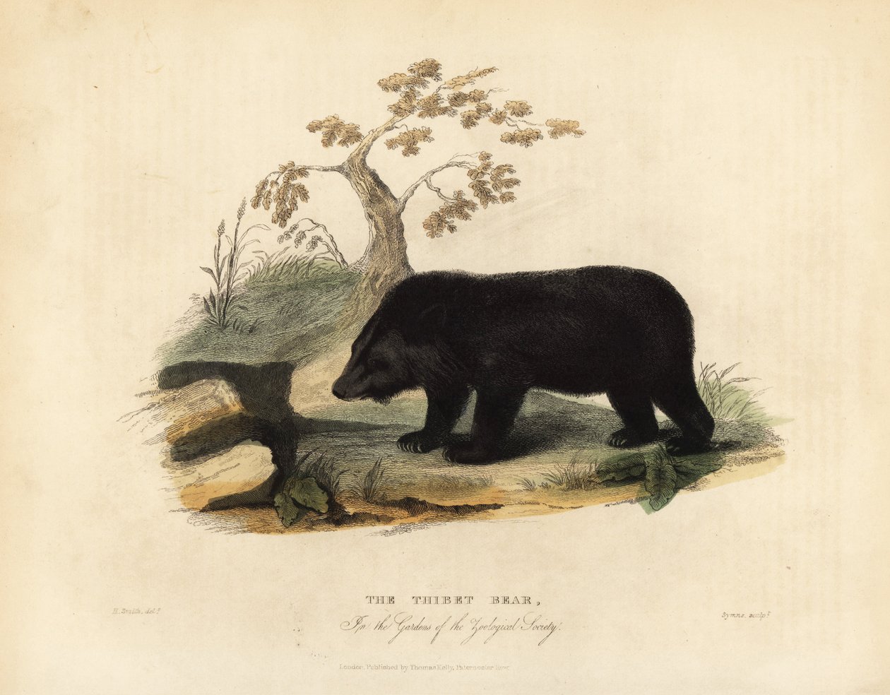 Himalajan musta karhu, Ursus thibetanus laniger. tekijältä William Smellie