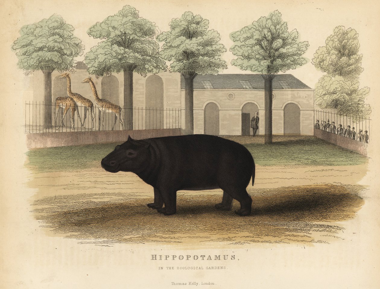 Virtahepo tai virtahepo, Hippopotamus amphibius. tekijältä William Smellie