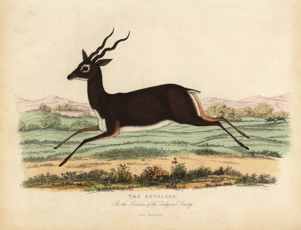Intian antilooppi tai blackbuck, Antilope cervicapra. tekijältä William Smellie