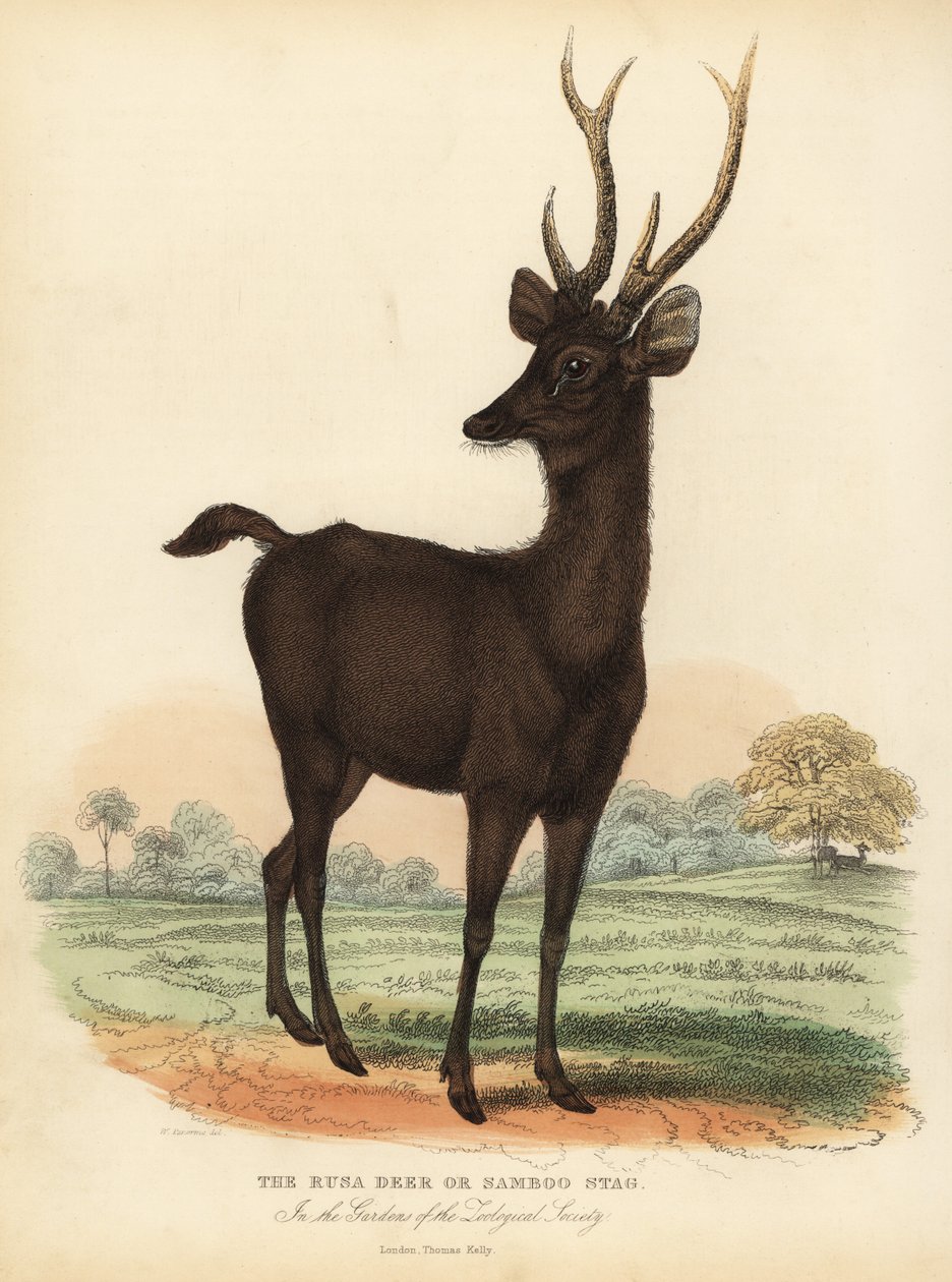 Javan Rusa Ora Sunda Sambar Deer, Rusa Timorensis. Haavoittuvainen. tekijältä William Smellie