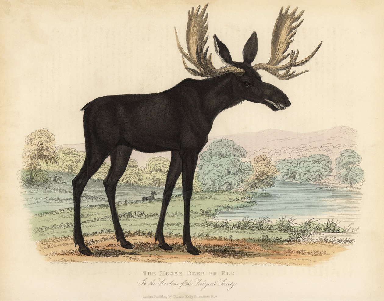 Hirvi tai hirvi, Alces alces. tekijältä William Smellie