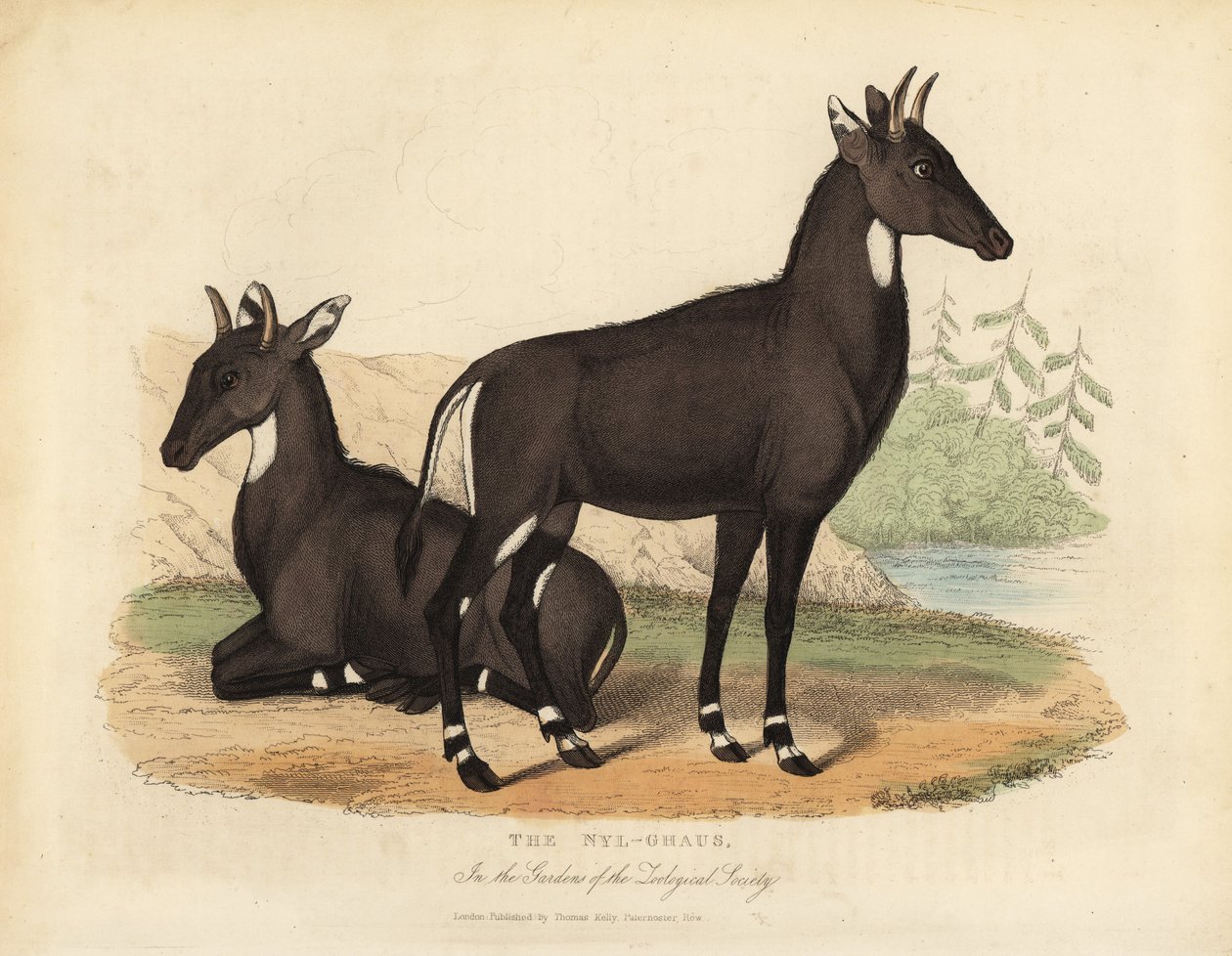 Nilgai tai sininen härkä, Boselaphus tragocamelus. tekijältä William Smellie