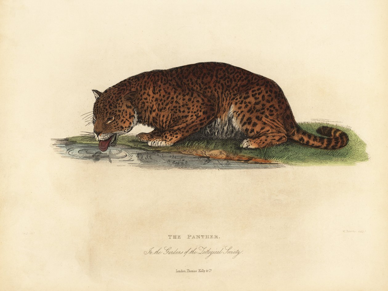 Panther, Panthera pardus ja Panthera onca. tekijältä William Smellie