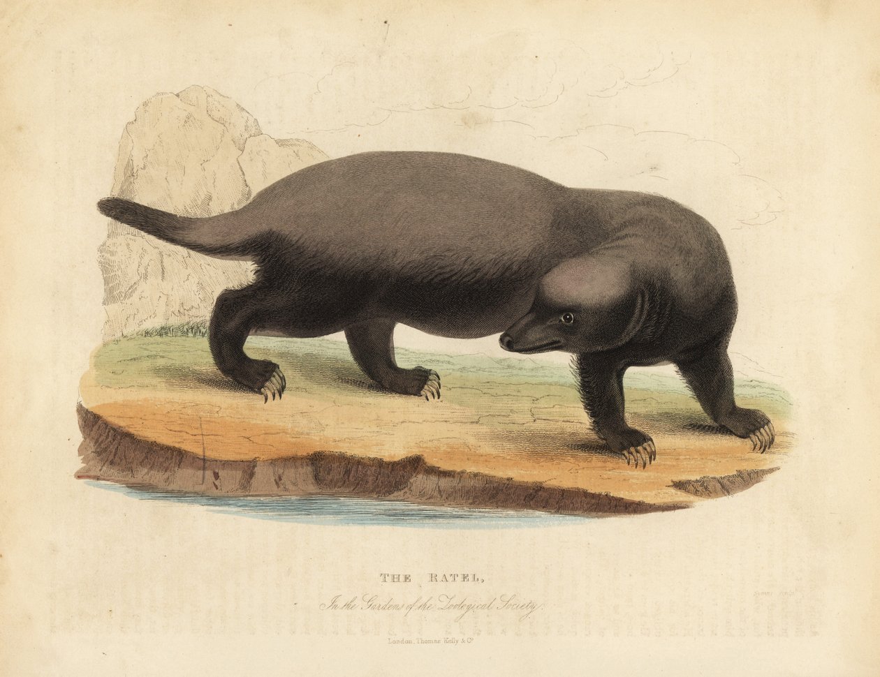 Ratel tai hunajamäyrä, Mellivora capensis. tekijältä William Smellie