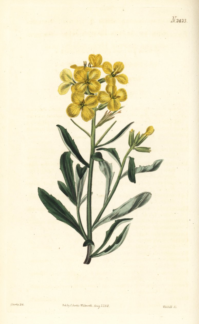 Haiseva seinäkukka, Erysimum odoratum (Makean tuoksuinen alppipensasinappi, Erysium lanceolatum minus). Weddellin käsinvärinen kuparikaiverrus John Curtisin kasvitieteellisen kuvituksen jälkeen William Curtisin kasvitieteellisestä lehdestä, Samuel Curtis,  tekijältä William Smellie