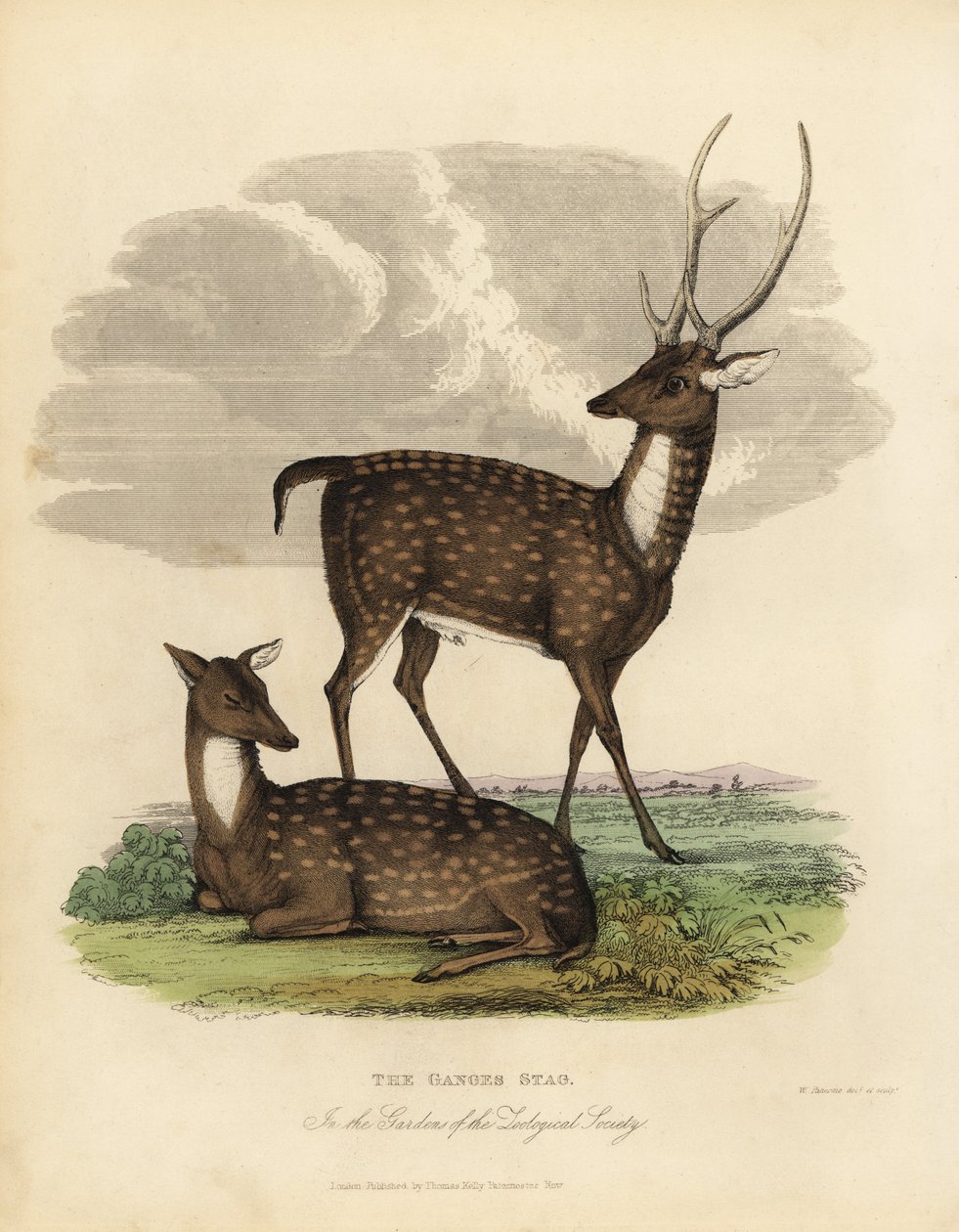 Suopeura tai leijona, Rucervus duvaucelii. tekijältä William Smellie
