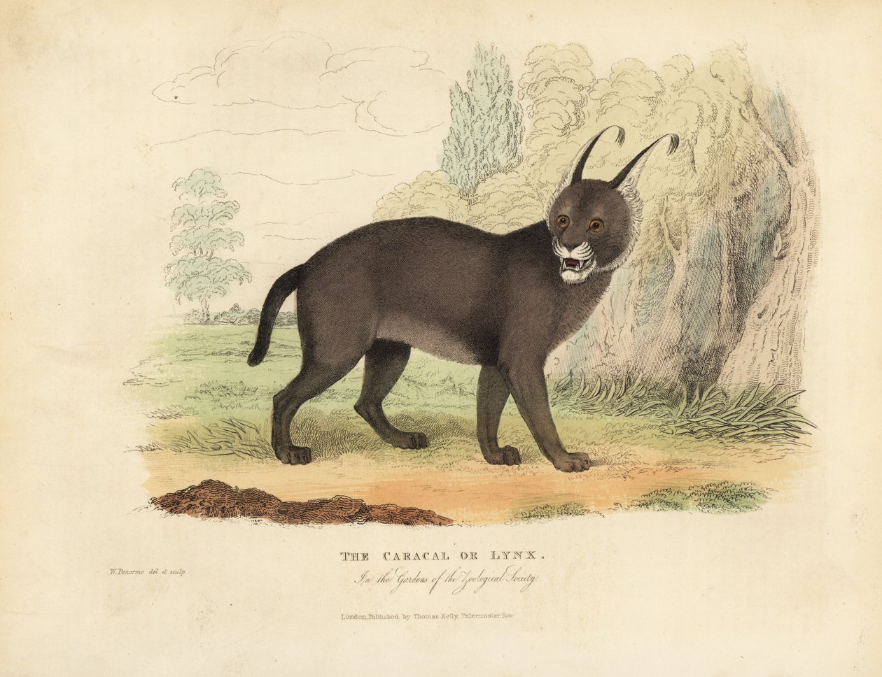 Caracal tai Lynx. tekijältä William Smellie