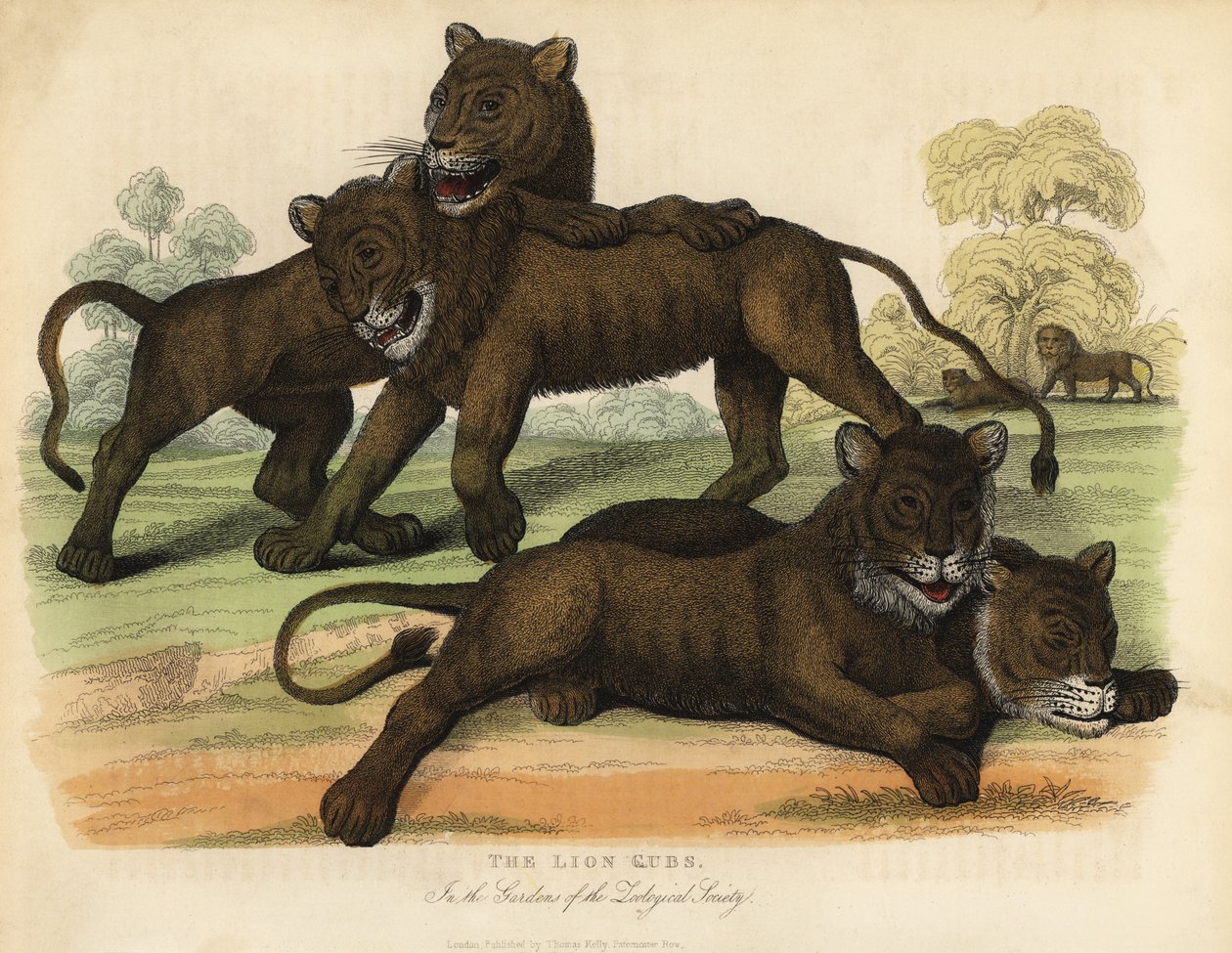 Leijonanpennut Zoological Societyn puutarhoissa. tekijältä William Smellie