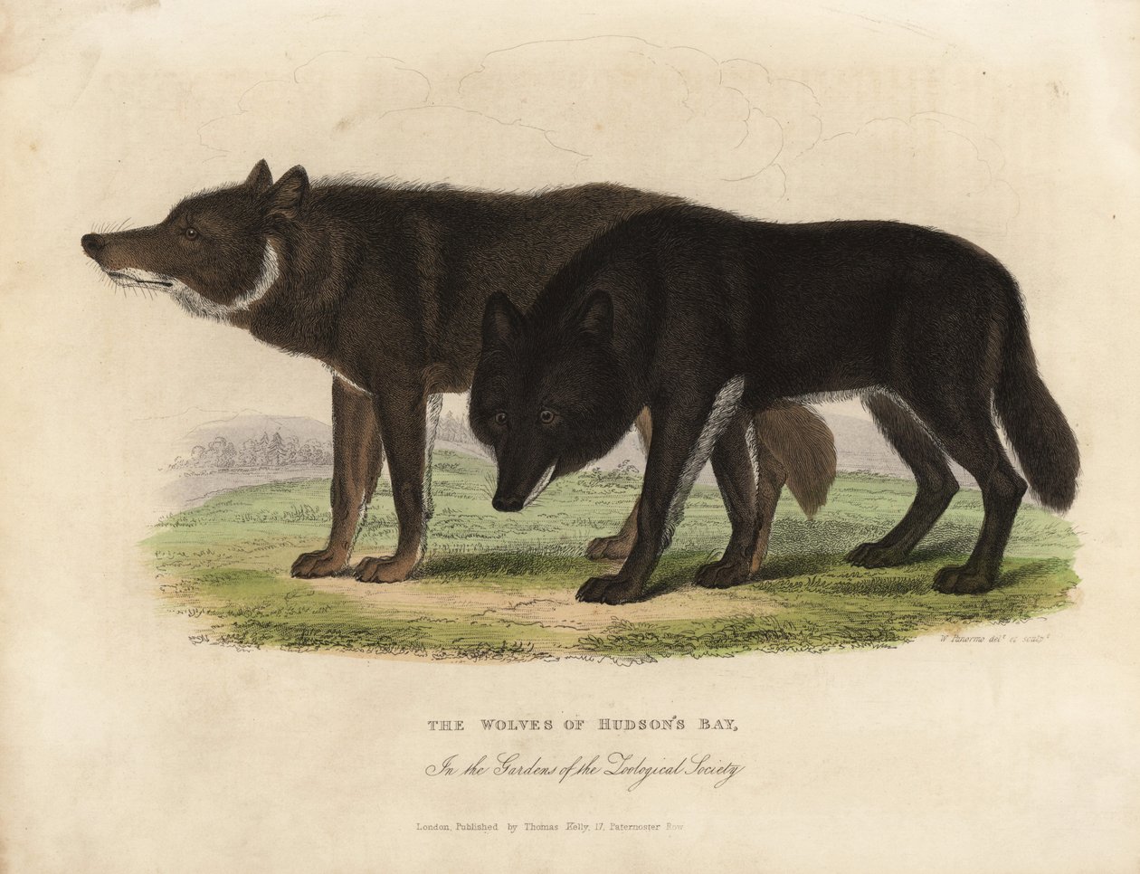 Hudson Bayn sudet, Canis lupus. tekijältä William Smellie