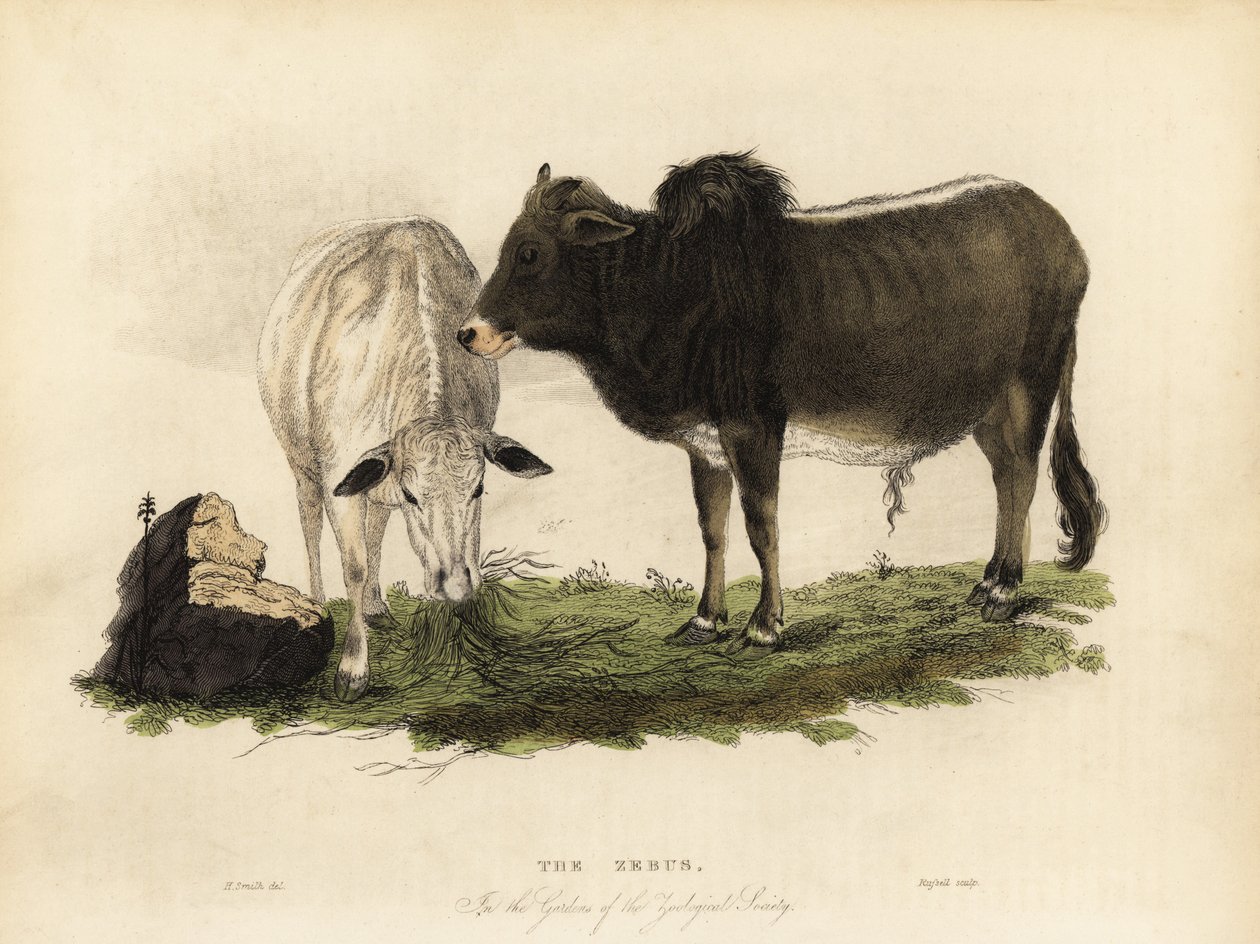 Zebu, Intian Bos. tekijältä William Smellie
