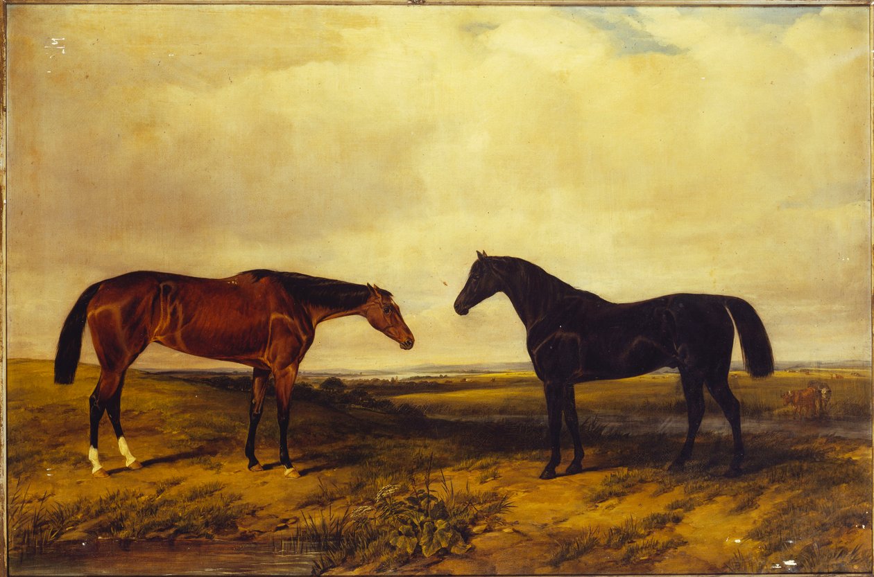 Earl of Granardin kirkas lahden tamma ja tumma lahden ori, 1885 tekijältä William Snr. Luker