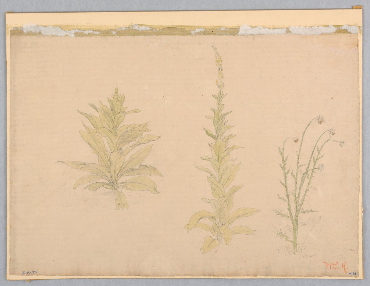 Mullein-kasvien tutkimus tekijältä William Stanley Haseltine