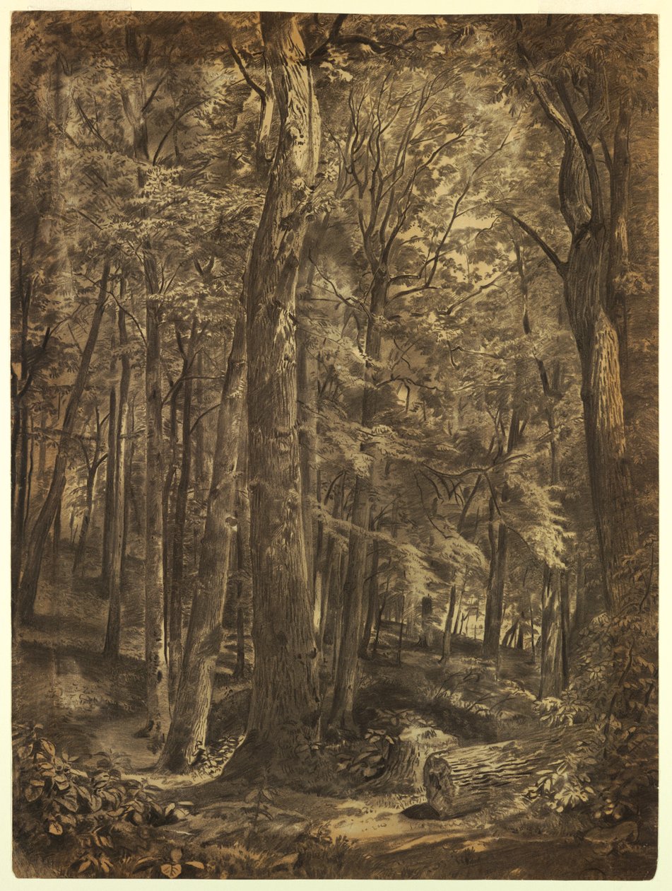 Piirros, In the Woods, maalaustutkimus, June Woods, New York Historical Society, lainattu New Yorkin julkisesta kirjastosta, 1864. tekijältä William Trost Richards