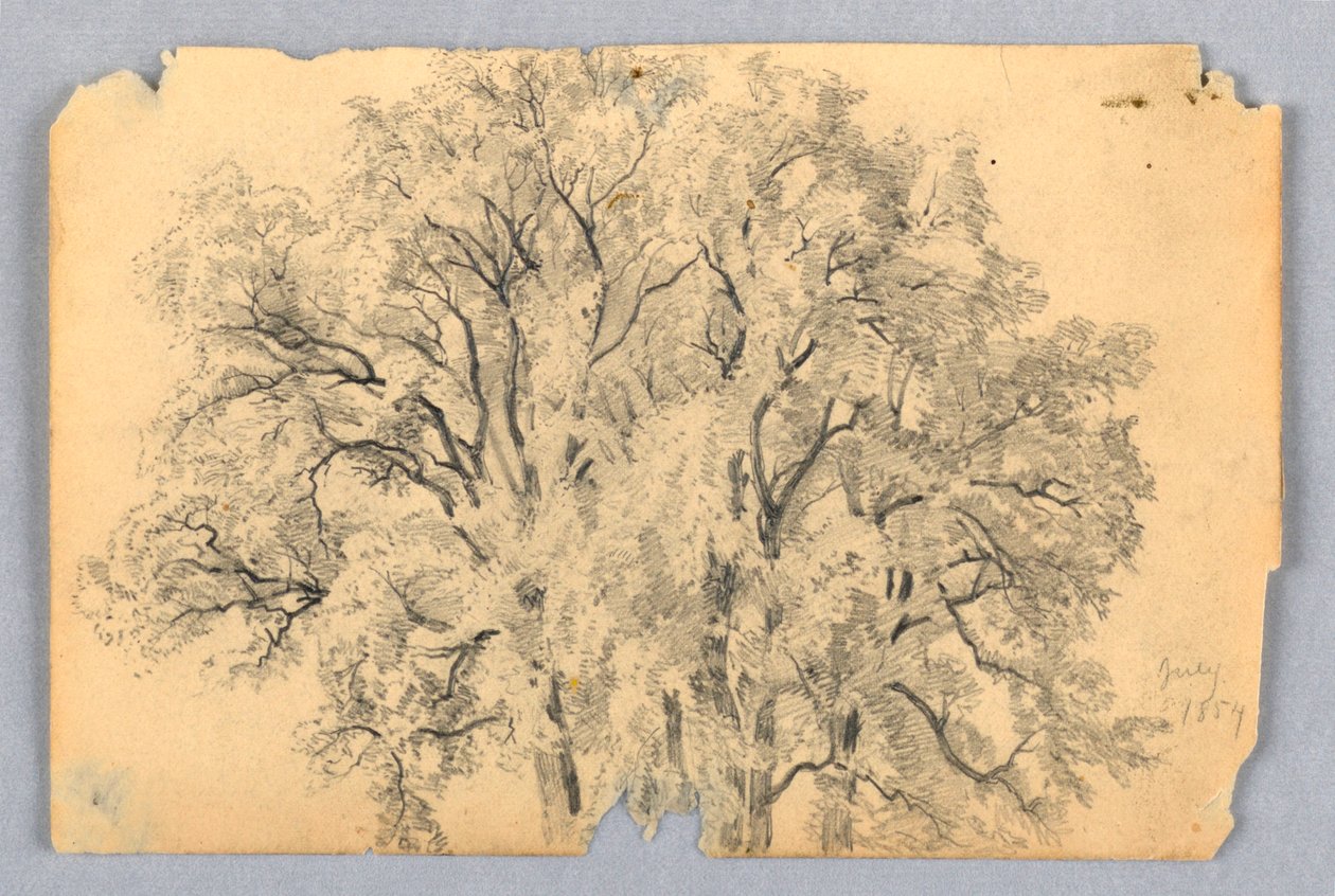 Jalavapuun tutkimus tekijältä William Trost Richards