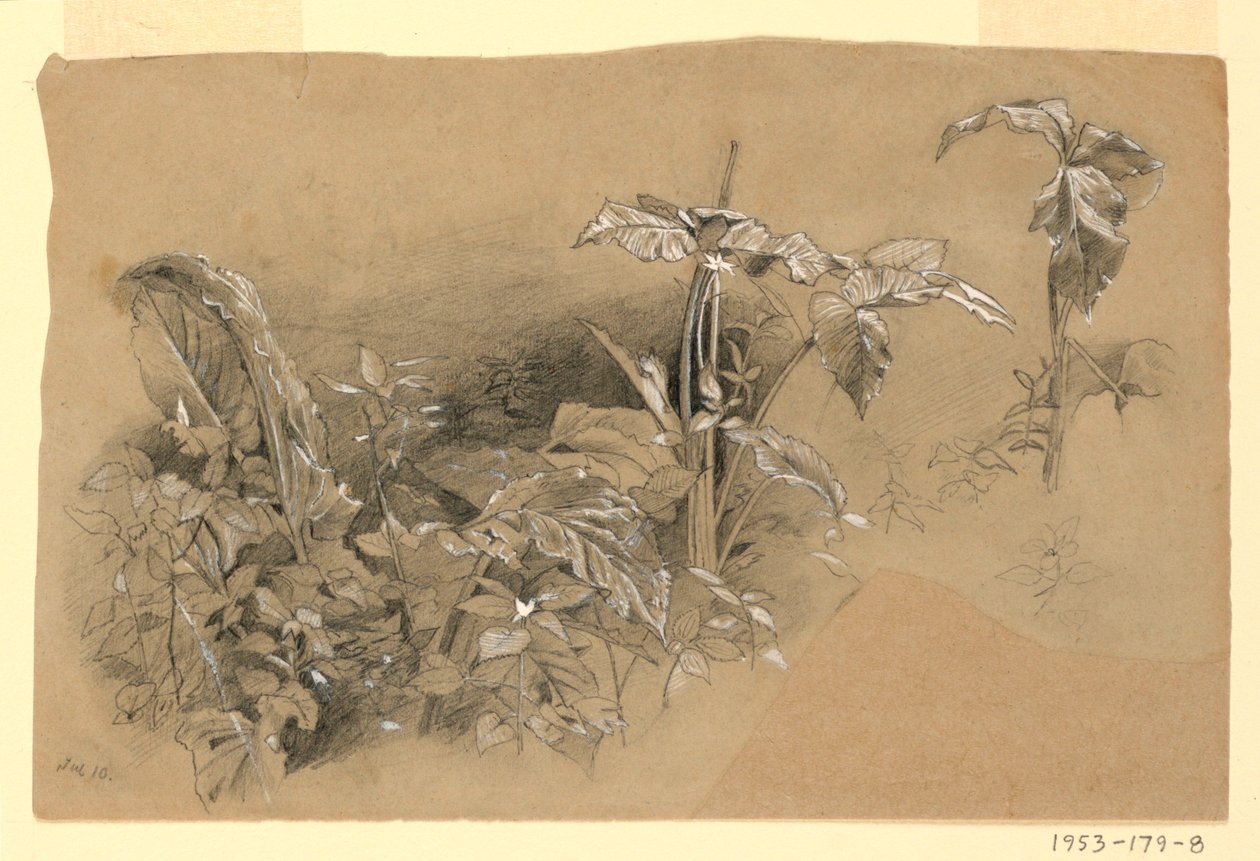 Lehdistöjen tutkimus tekijältä William Trost Richards