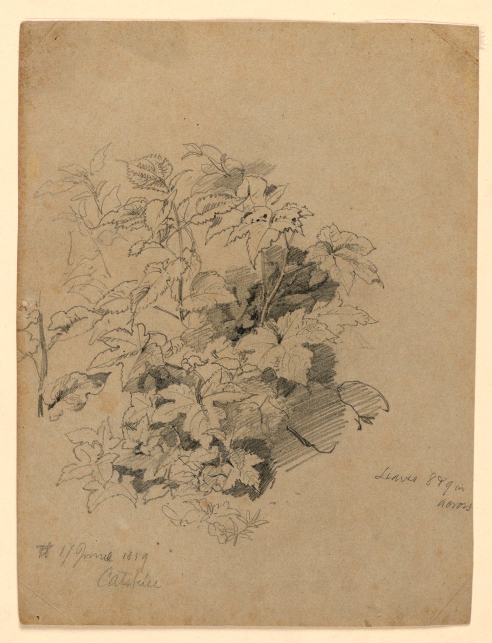 Lehdistöjen tutkimus tekijältä William Trost Richards