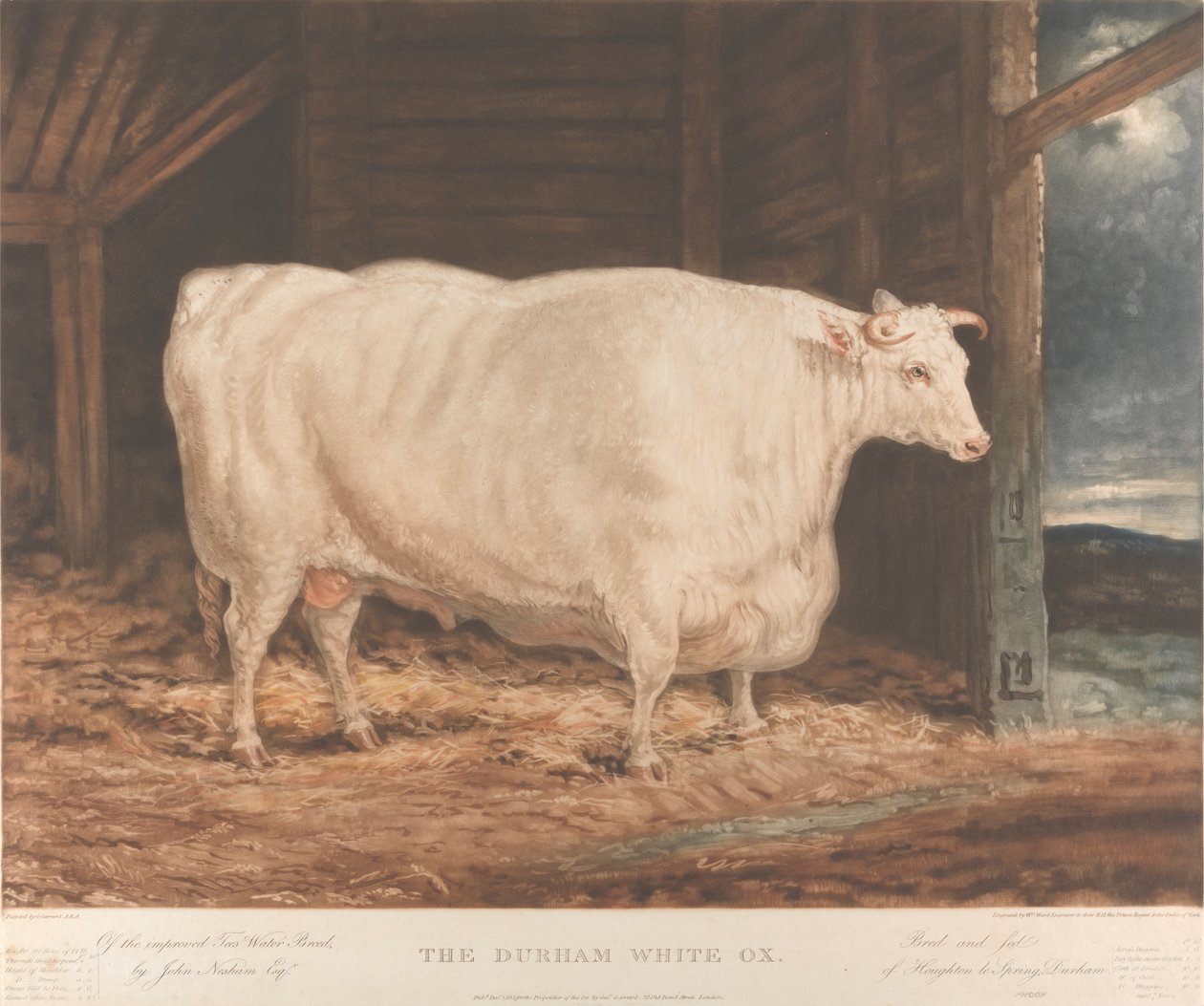 O Durham White Ox / Da raça melhorada Tees Water, / por John Nesham, Esqr. / Criado e alimentado / de Houghton le Spring, Durhamfinnish tekijältä William Ward