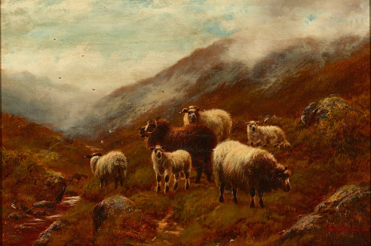 Highland Sheep On a Hillside (öljy kankaalle) tekijältä William Watson